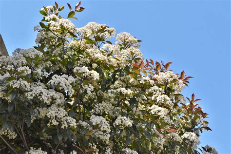 庭院樹種|庭木図鑑 植木ペディア